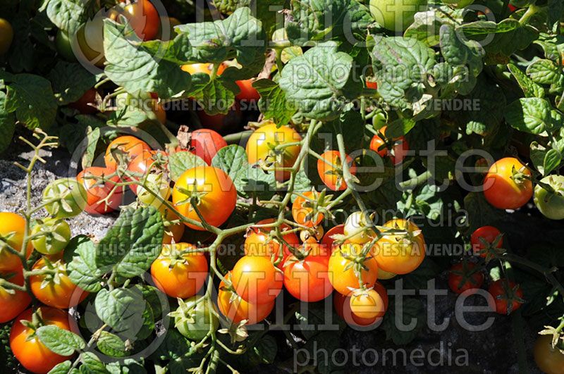 Solanum Tiny Tim (Tomato vegetable - tomate) 5 