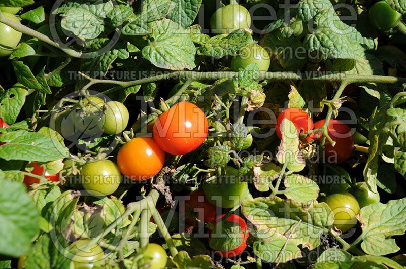 Solanum Tiny Tim (Tomato vegetable - tomate) 3 