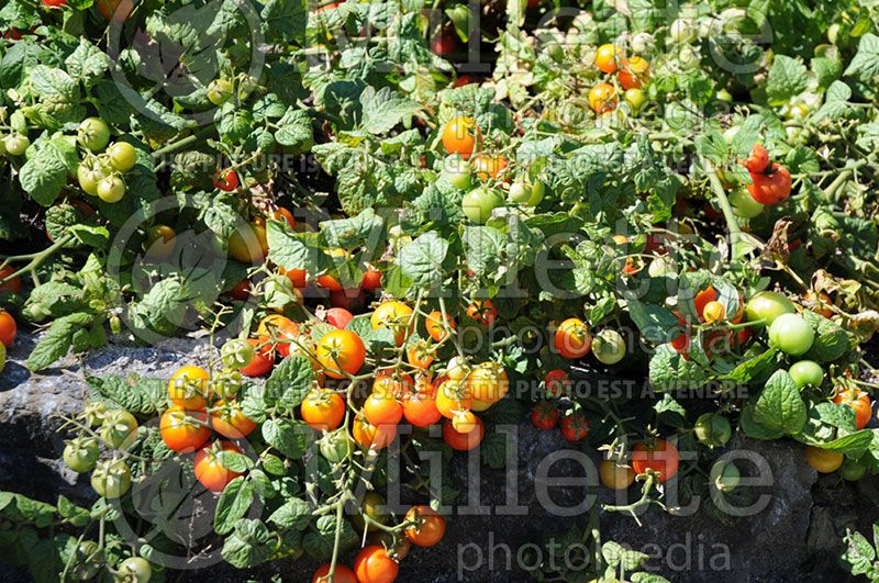 Solanum Tiny Tim (Tomato vegetable - tomate) 1 