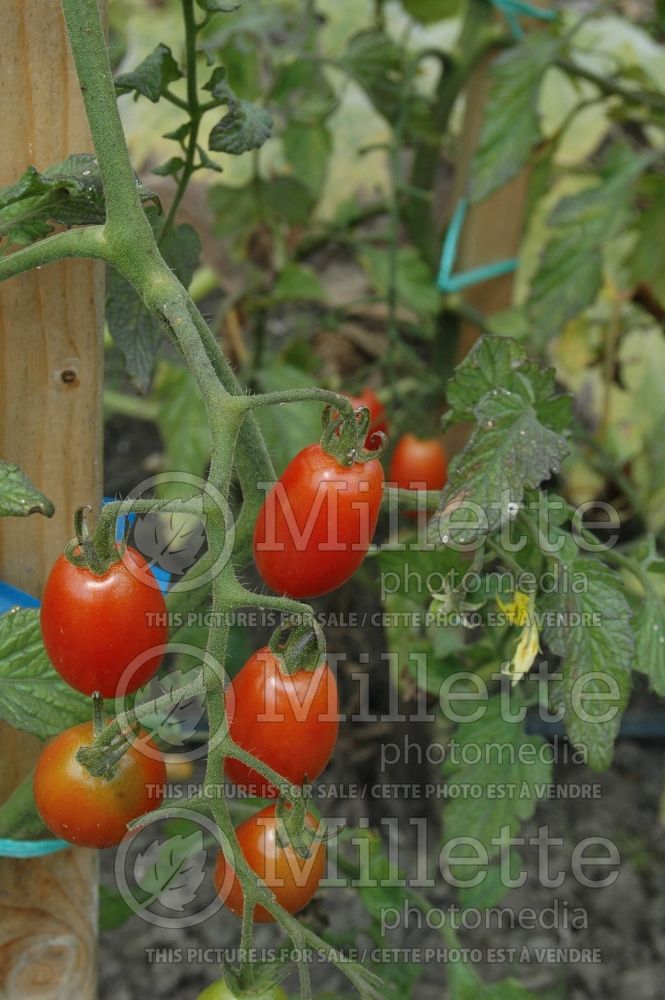 Solanum Sugary (Tomato vegetable - tomate) 2