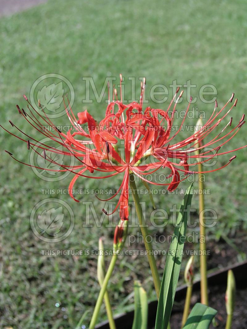 Lycoris radiata (Red Spider lily) 1 