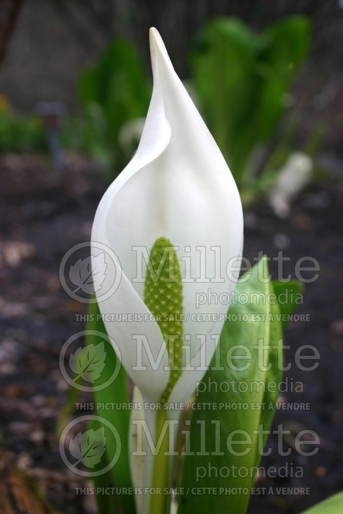 Lysichiton camtschatcense (Asian skunk-cabbage) 1 