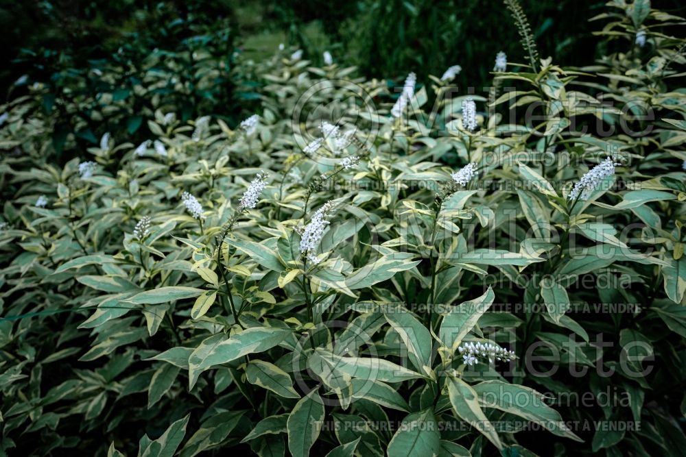 Lysimachia Geisha (Loosestrife)  2