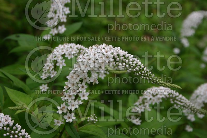 Lysimachia clethroides (Loosestrife)  1