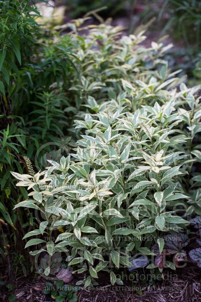 Lysimachia Geisha (Loosestrife)  1