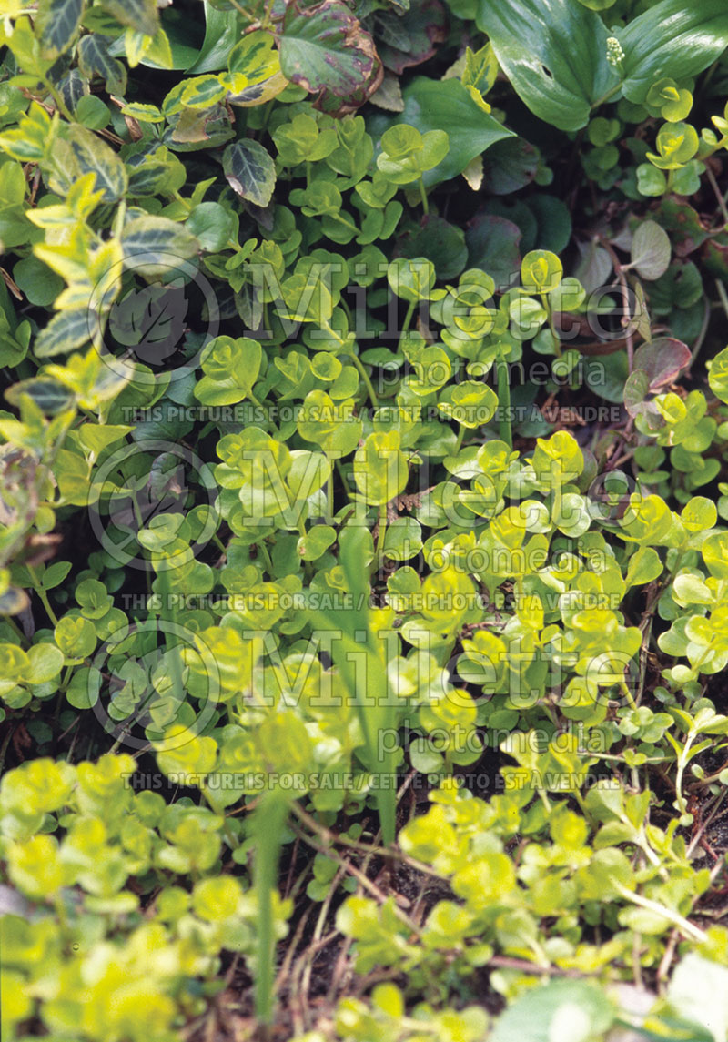 Lysimachia Aurea (Creeping Jenny)  1