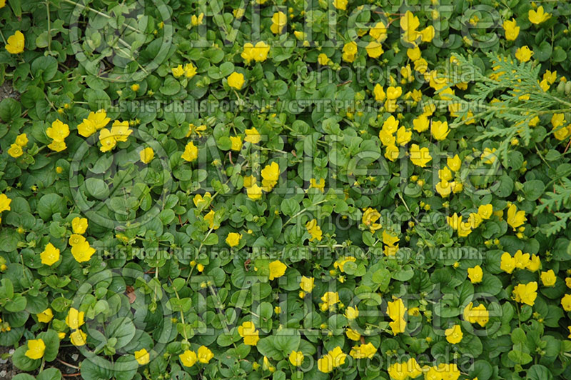 Lysimachia nummularia (Creeping Jenny) 1