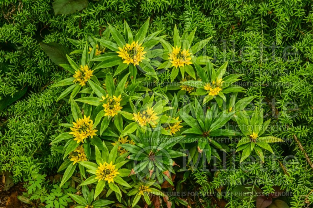 Lysimachia paridiformis stenophylla (Loosestrife)  2