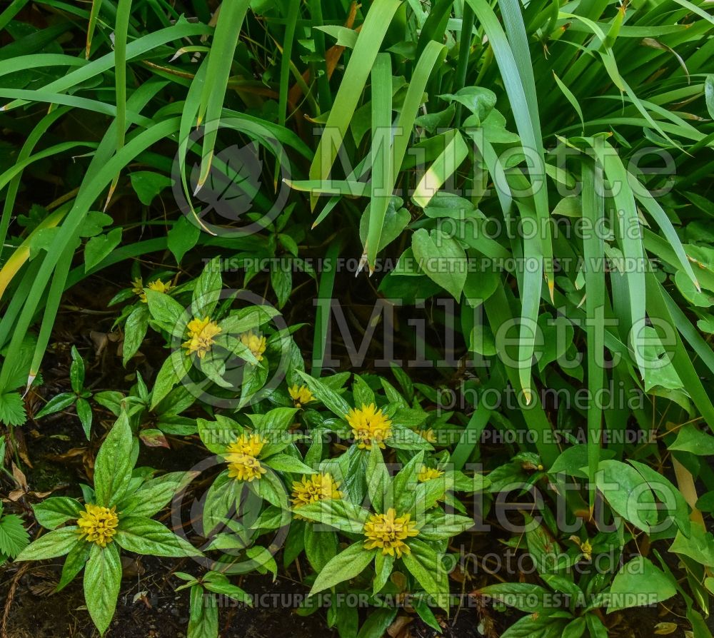 Lysimachia paridiformis stenophylla (Loosestrife)  3