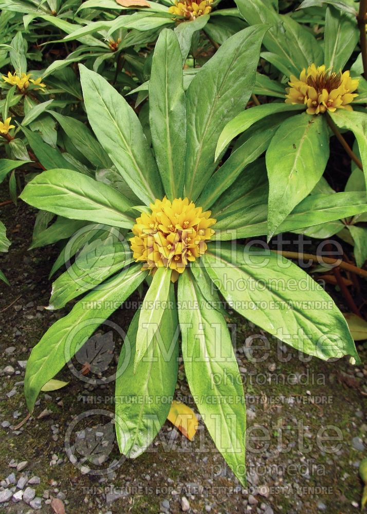 Lysimachia paridiformis stenophylla (Loosestrife)  1