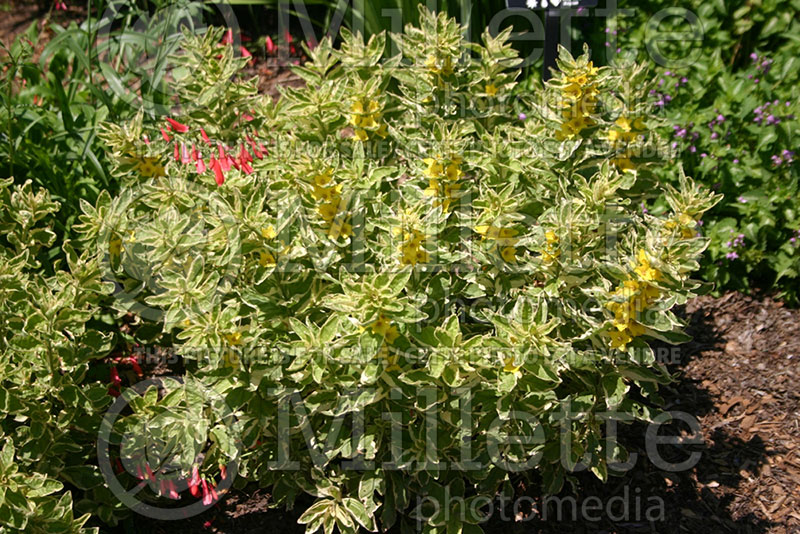 Lysimachia Alexander (Loosestrife) 2