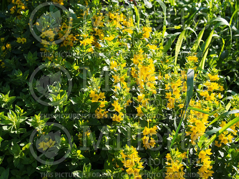 Lysimachia Alexander (Loosestrife)  3