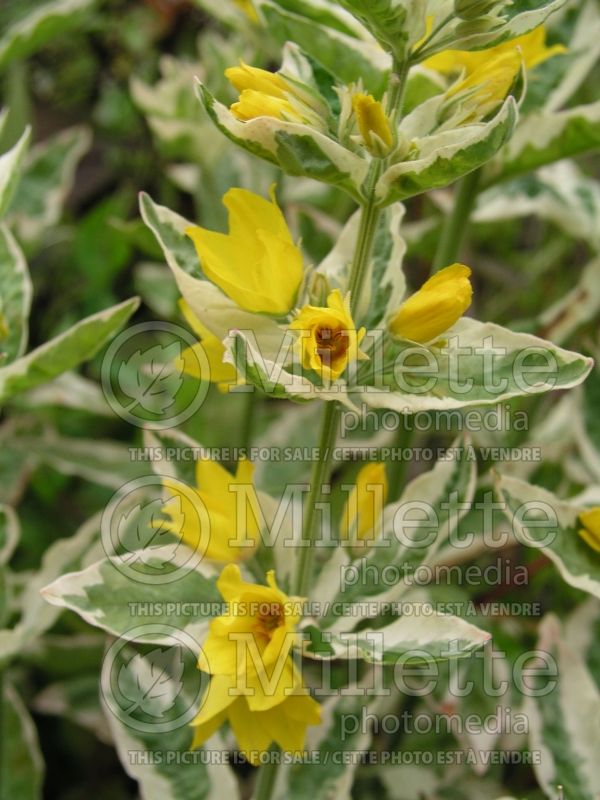 Lysimachia Alexander (Loosestrife)  4