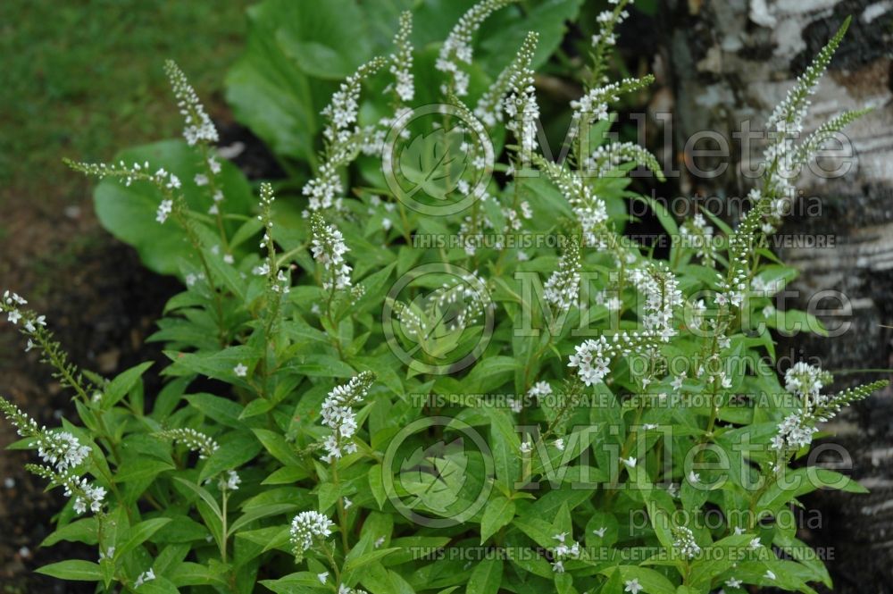 Lysimachia Snow Candle (Loosestrife)  1