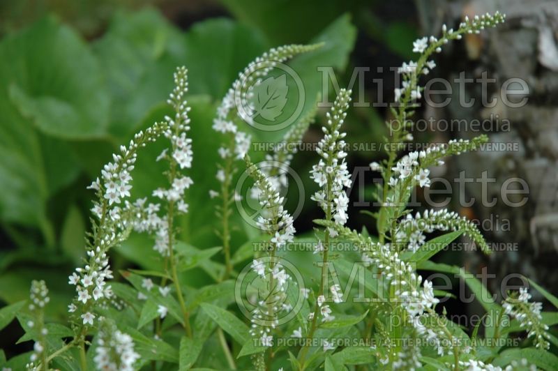 Lysimachia Snow Candle (Loosestrife)  2