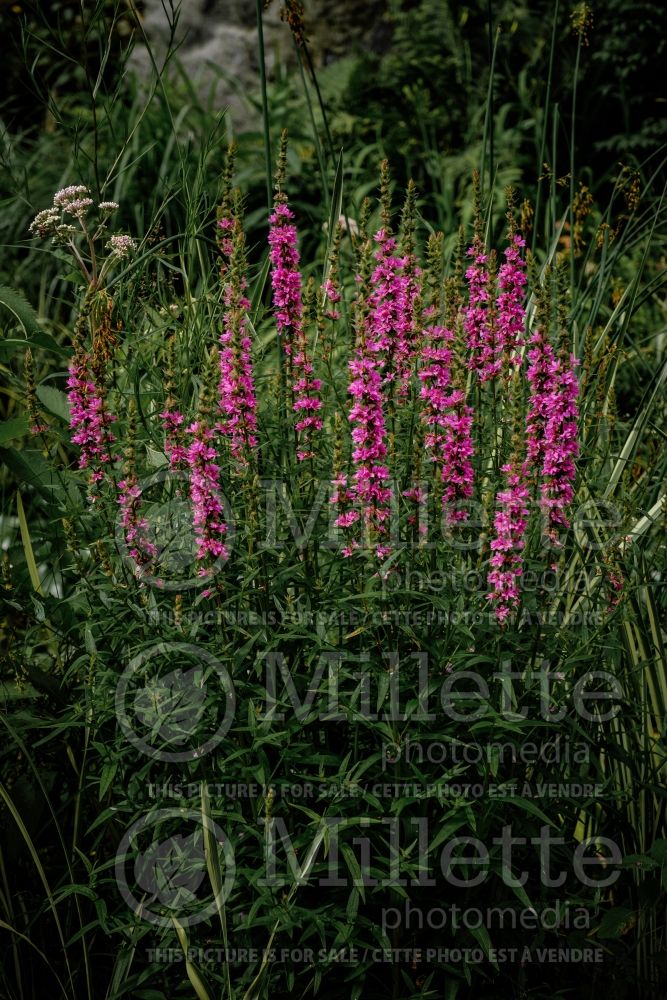 Lythrum Zigeunerblut (Loosestrife) 2 