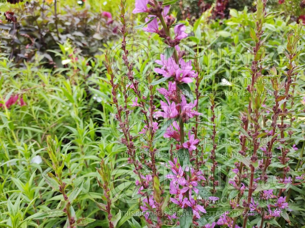 Lythrum Dropmore Purple (Loosestrife) 1 