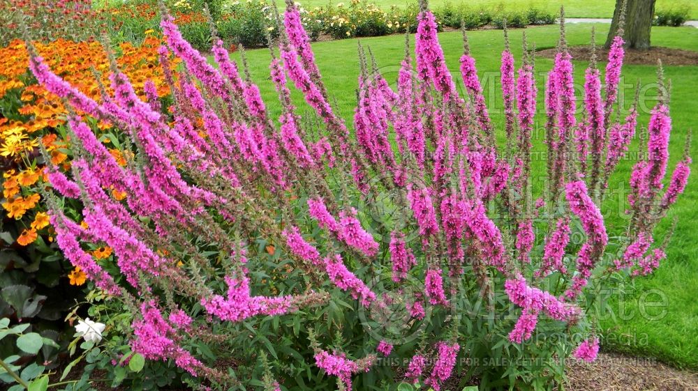 Lythrum Feuerkerze (Loosestrife) 1 