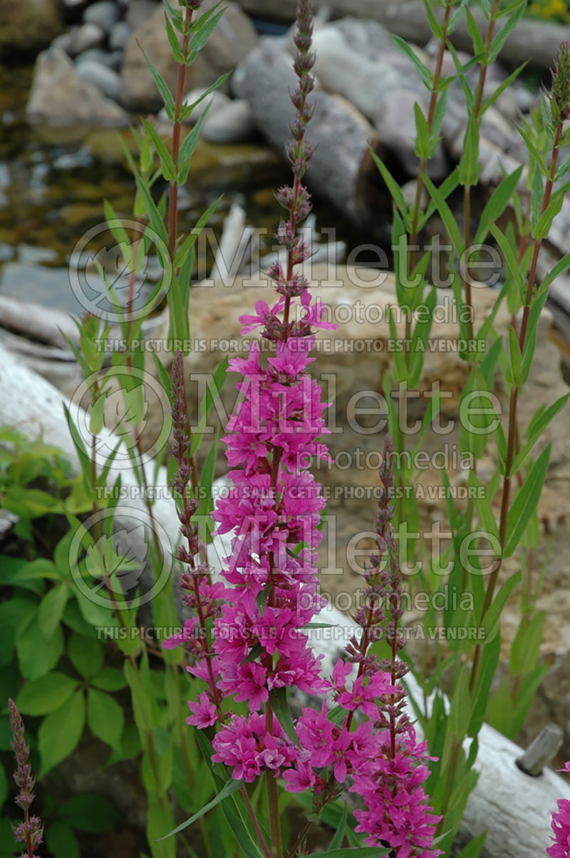 Lythrum Florence (Loosestrife) 1 