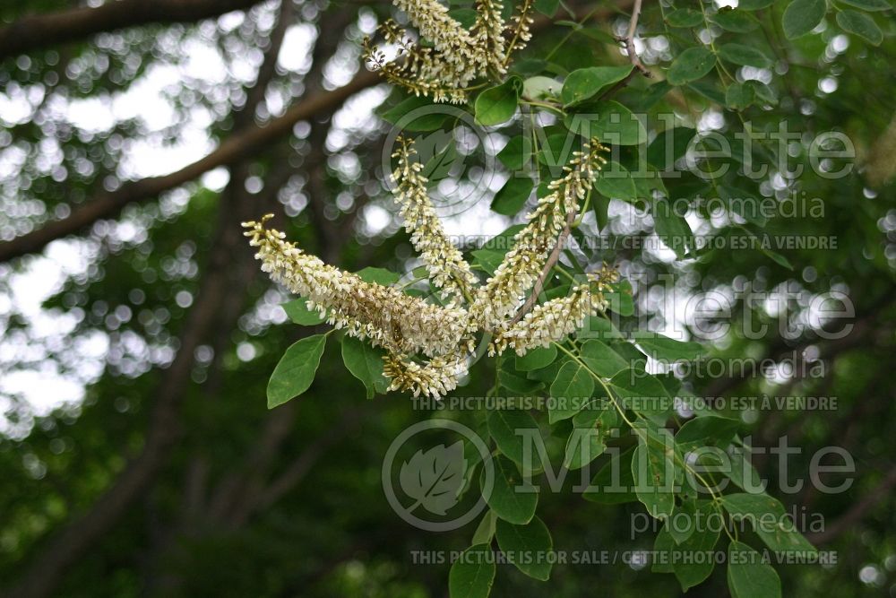 Maackia amurensis (Amur maackia)  2