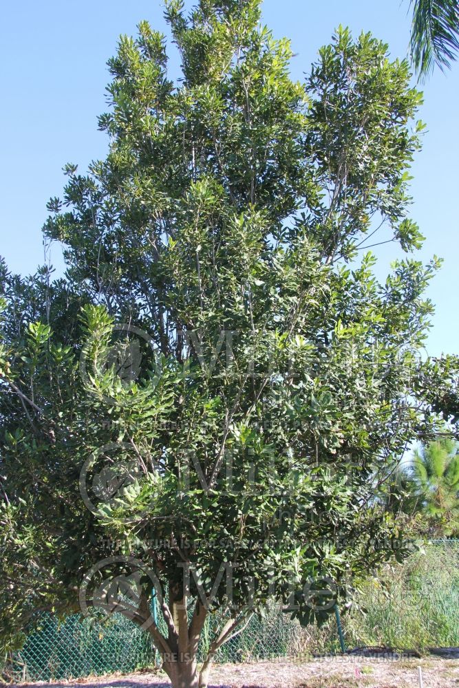 Macadamia integrifolia (macadamia nut, bauple nut,)  2