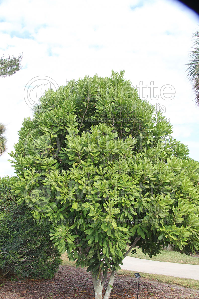 Macadamia integrifolia (macadamia nut, bauple nut,)  1