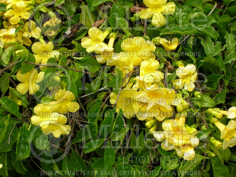 Macfadyena or Dolichandra unguis-cati (cats claw creeper) 2