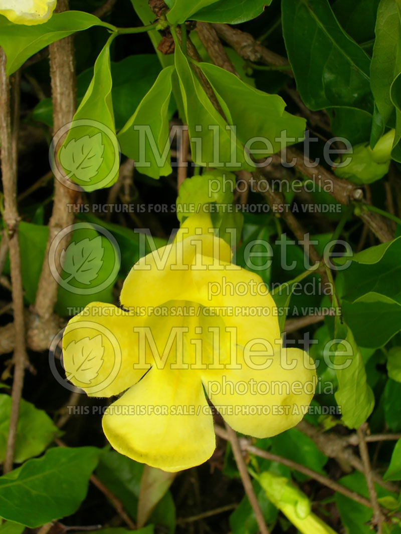 Macfadyena or Dolichandra unguis-cati (cats claw creeper) 3