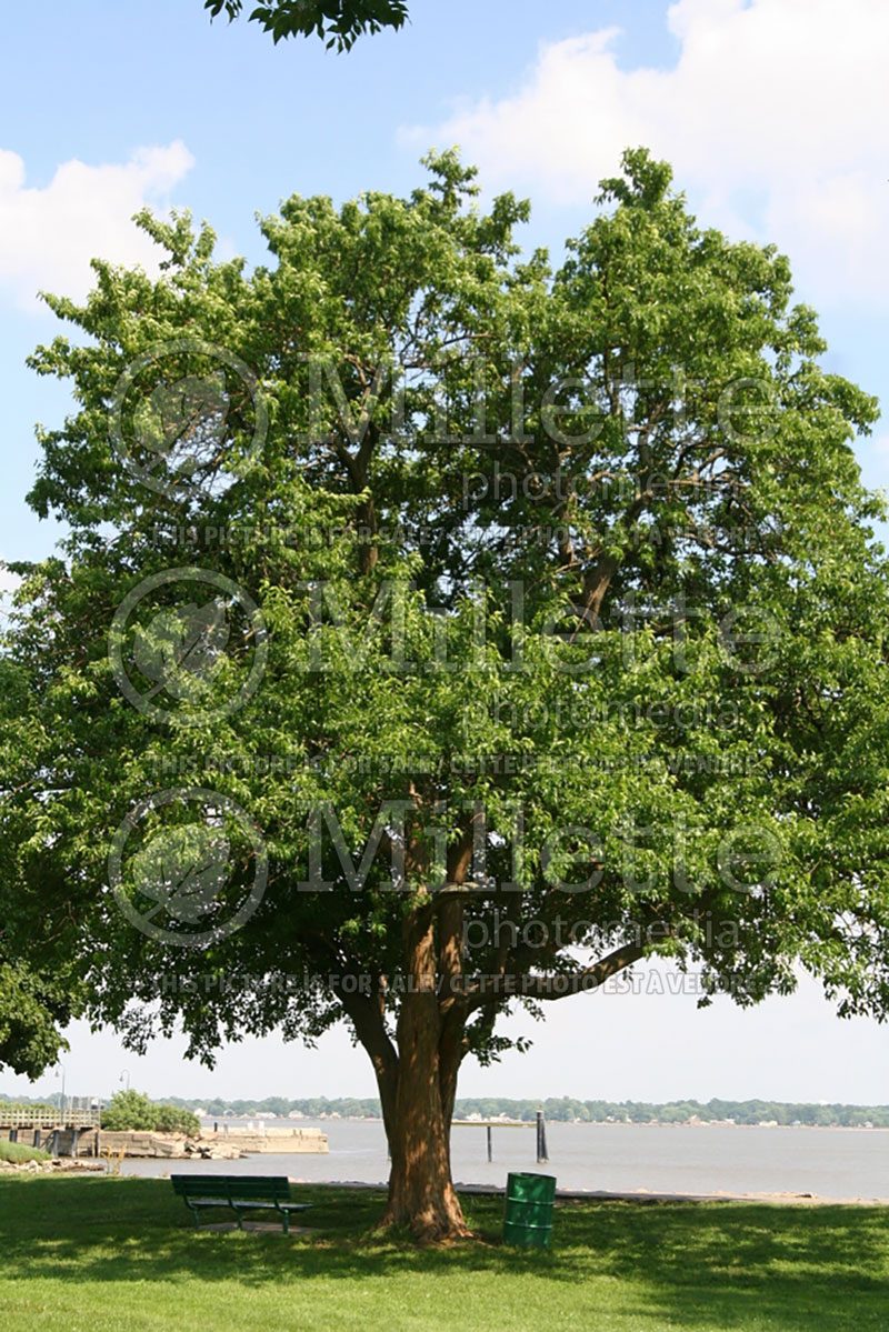 Maclura pomifera or Maclura aurantiaca (Osage orange, hedge apple, horse apple) 1  