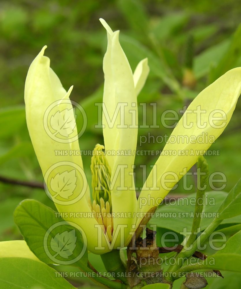 Magnolia Butterflies (Magnolia) 6  