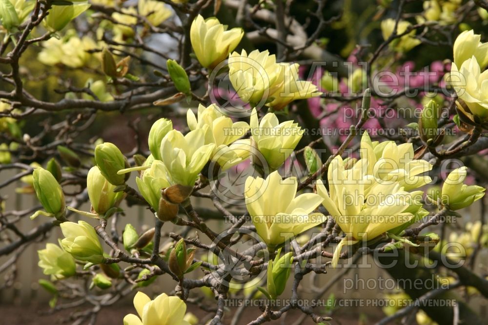 Magnolia Butterflies (Magnolia) 4  