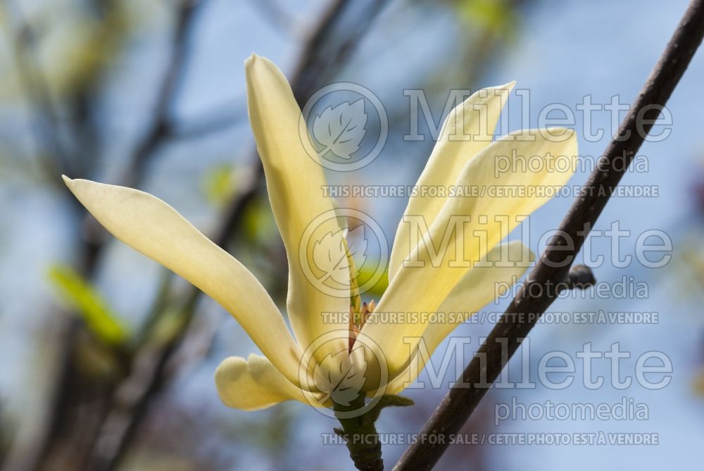 Magnolia Butterflies (Magnolia) 9  