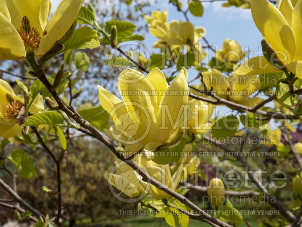 Magnolia Lois (Magnolia) 4 