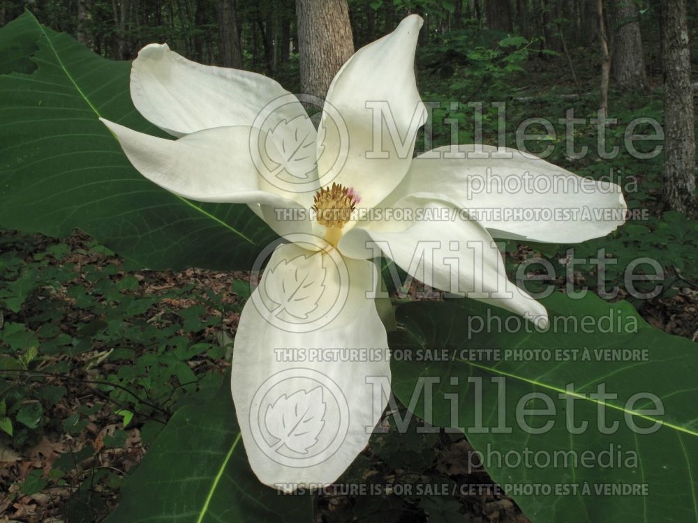 Magnolia macrophylla (Magnolia) 2  