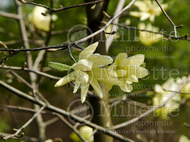 Magnolia Gold Star (Magnolia) 5  