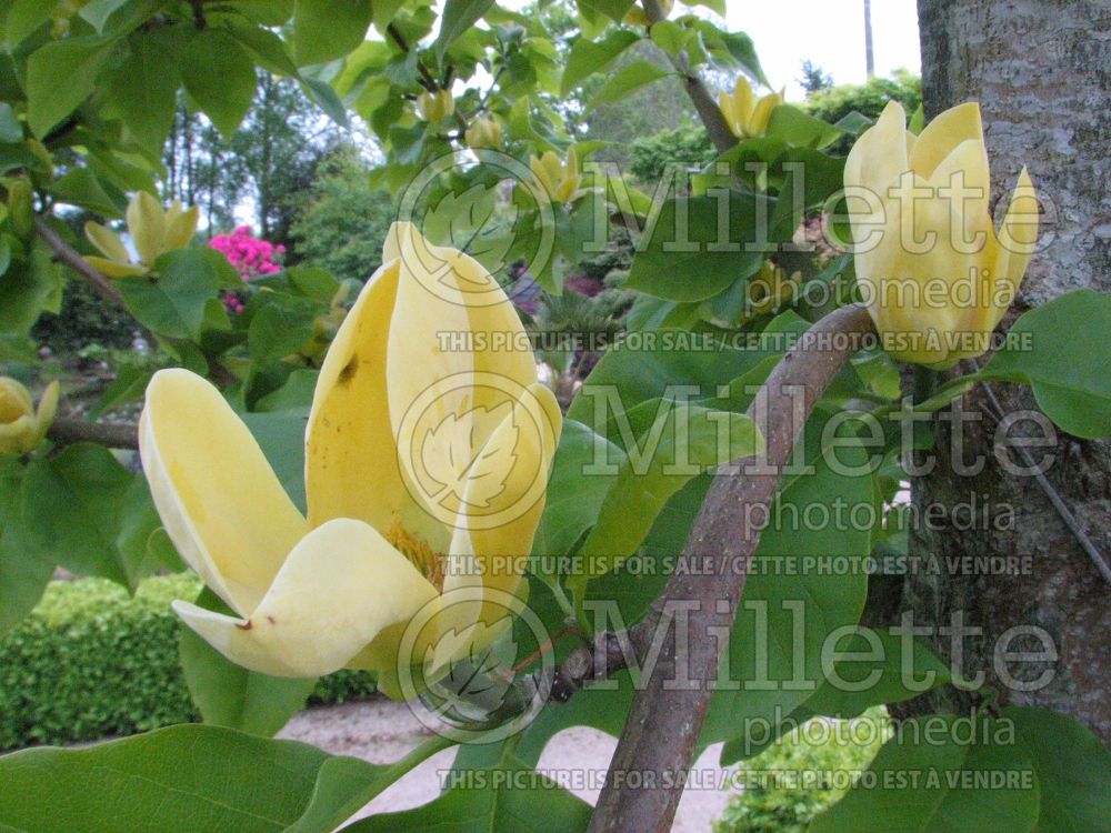 Magnolia Yellow Bird (Magnolia) 3  