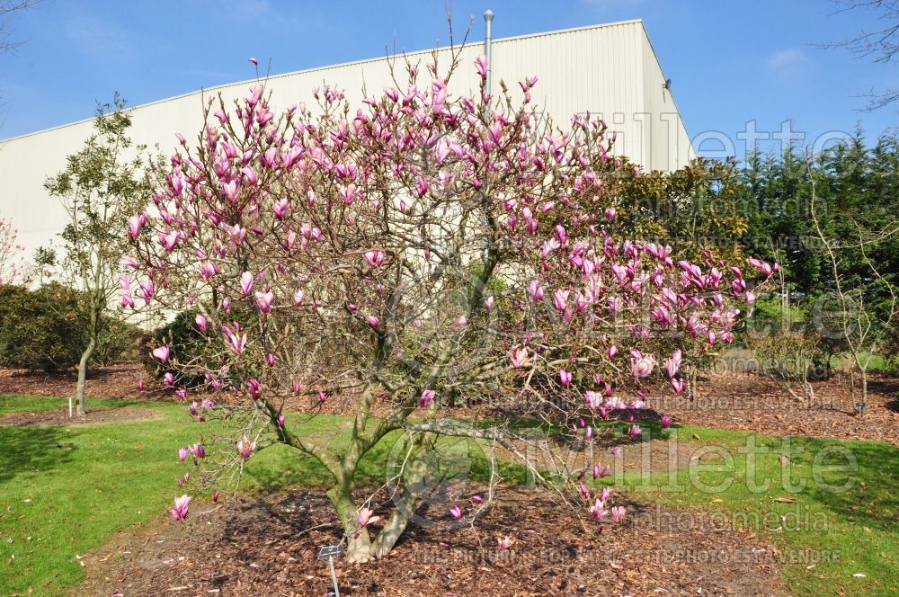 Magnolia Ann (magnolia) 9  