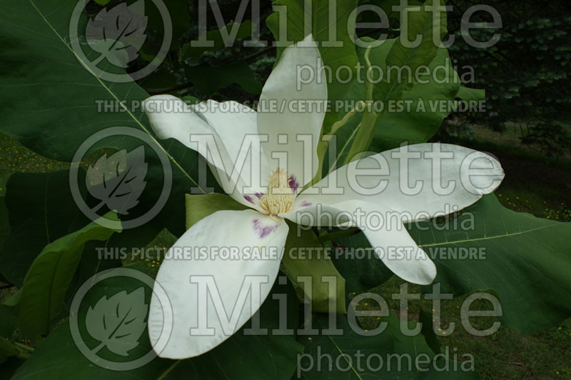 Magnolia ashei (Magnolia) 3  