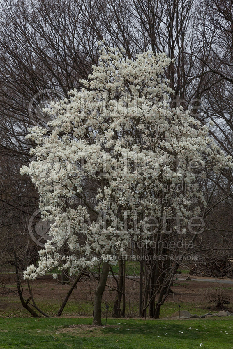 Magnolia ashei (Magnolia) 1  