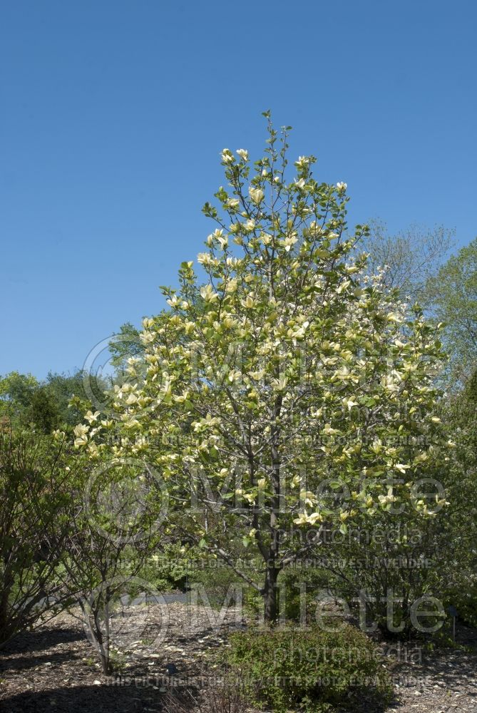 Magnolia Banana Split (Magnolia) 1  