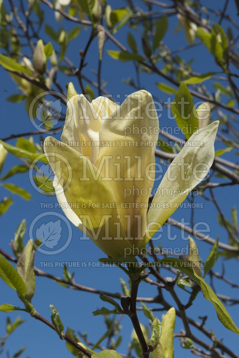 Magnolia Banana Split (Magnolia) 2  