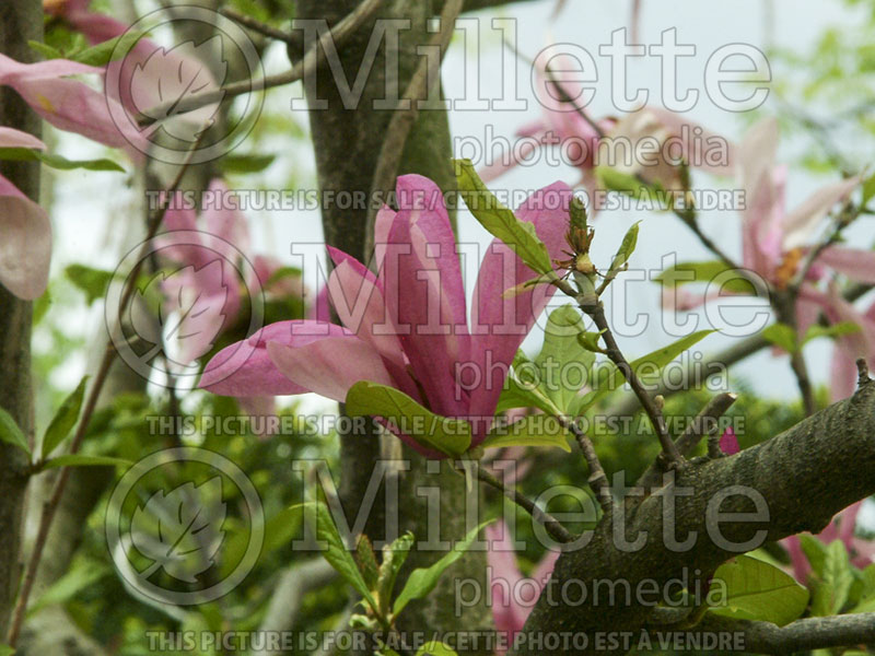 Magnolia Betty (Magnolia) 2  