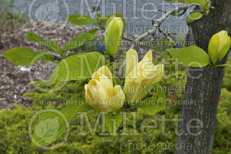 Magnolia Yellow Bird (Magnolia) 1  