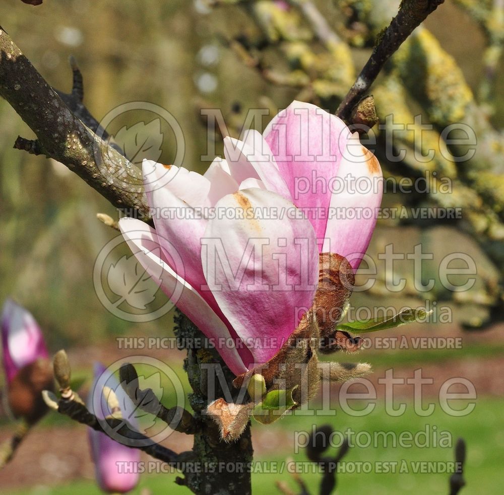 Magnolia Fragrant Cloud or Dan Xin (Magnolia) 1  