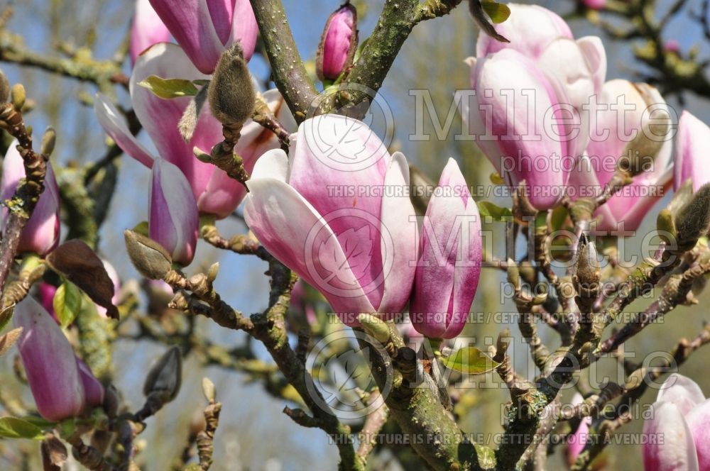 Magnolia Fragrant Cloud or Dan Xin (Magnolia) 2  