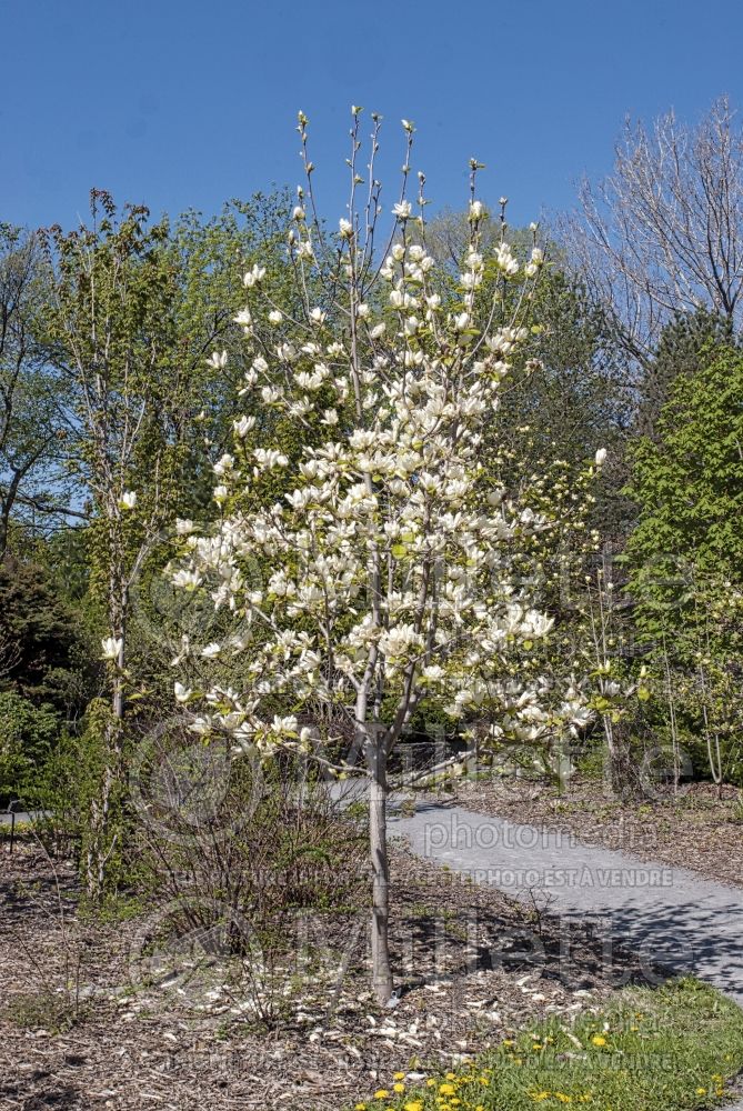 Magnolia Elizabeth (Magnolia) 1  