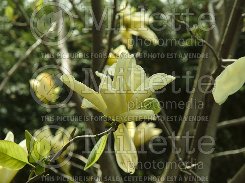 Magnolia Elizabeth (Magnolia) 4  