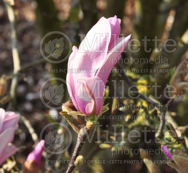 Magnolia George Henry Kern (Magnolia) 1  