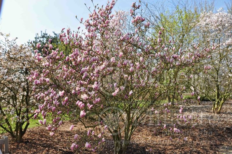 Magnolia George Henry Kern (Magnolia) 2  