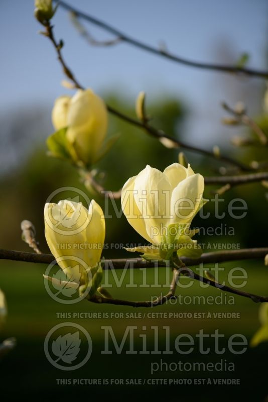 Magnolia Golden Gala (Magnolia) 1  